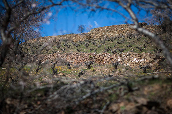 [Img #18984]_Gredos_Arrebatacapas_Cebreros_Sobremesa