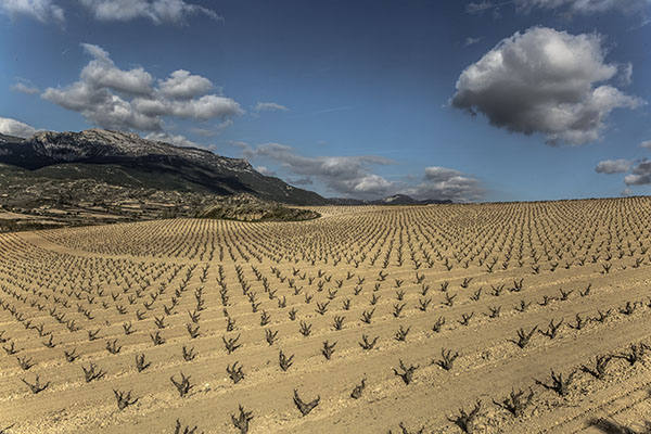[Img #18986]_Viña Tondonia_Sobremesa