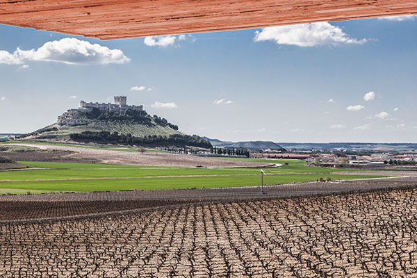 [Img #18982]_Pago de Carraovejas_castillo de Peñafiel_viñedos_Sobremesa
