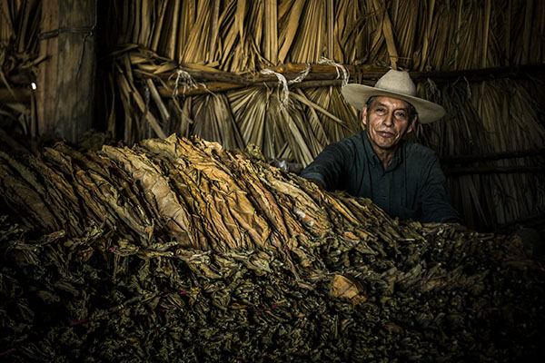 [Img #19028]Cultivador de tabaco puro