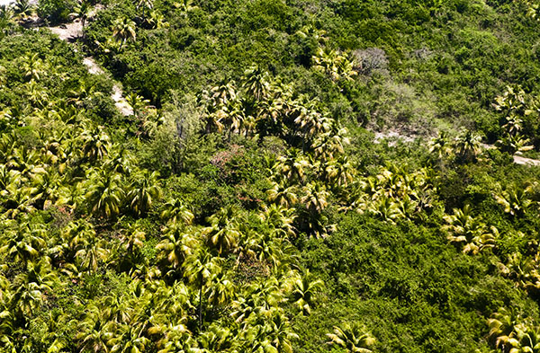 [Img #19119]Puerto Rico-Vista aérea del interior de la isla de Vieques