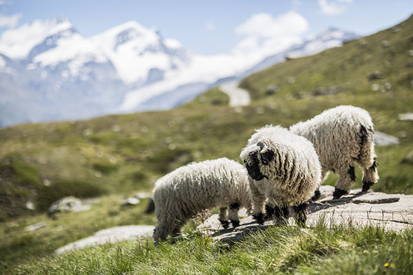 [Img #19137]Ovejas “noseblack” pastando en las laderas del monte Motterhorn en las cercanías de Zermatt.