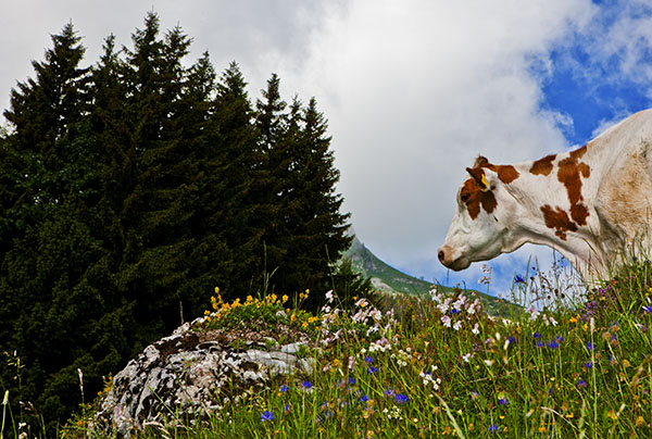 [Img #19132]Una Holstein o frisona en pastando en alta montaña en las cercanías de Gruyere.
