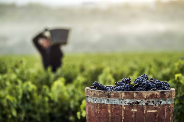 [Img #19169]Uvas tintas de Rioja Alta, Haro