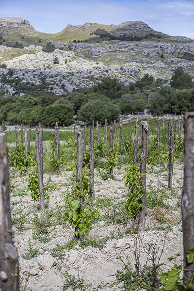 Viñedo de la bodega Mortitx