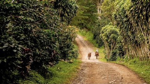 Sendero de los Cafetaleros en el parque natural del Arenal en las montañas de Matagalpa, Nicaragua