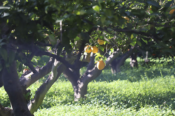 Limonero de la huerta murciana. Imagen: Tetyana Karankovska