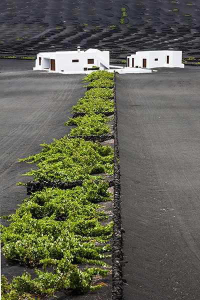 Viñedos sobre picón volcánico en Lanzarote.