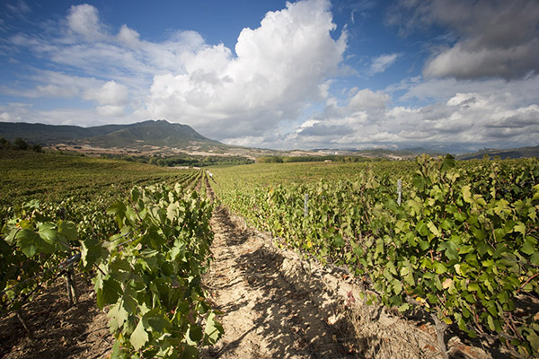 [Img #18658]Vinos-Navarra-Chivite-family-estates-finca-legardeta