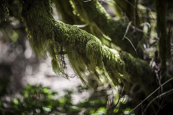 Laurisilva en el parque natural de las Nieves en La Palma.