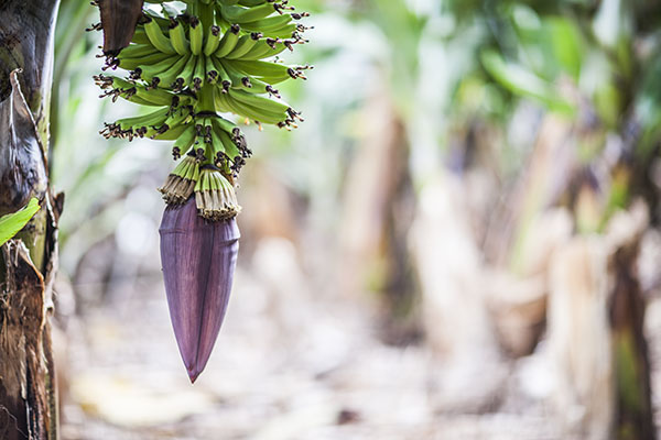 Flor de plátano