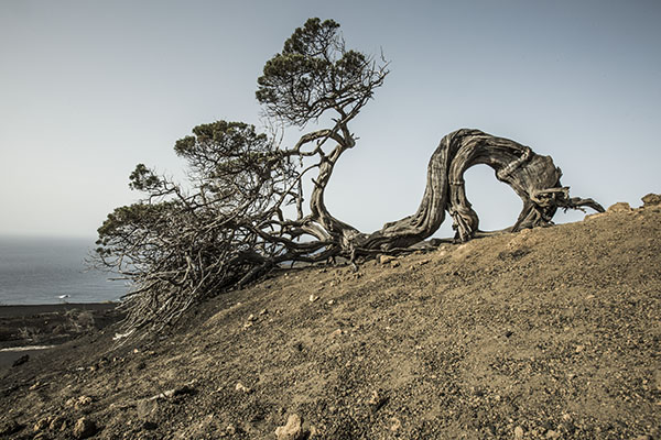 Sabina centenaria en El Hierro