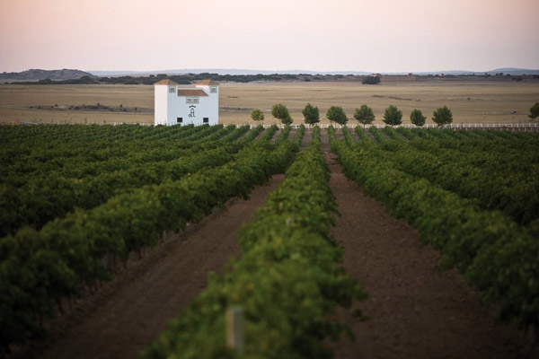 La I.G.P. Vino de la Tierra nació para ayudar a vender vinos sin DO que se resistían a llevar la etiqueta "vino de mesa"