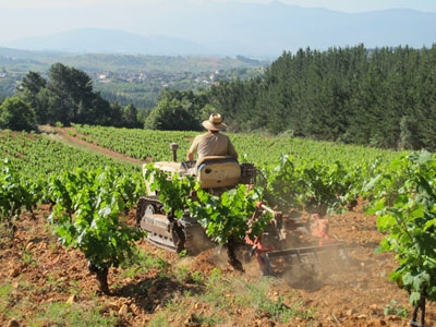 Excepto el tractor de oruga para algunas labores, el trabajo en la viña es manual