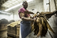 La elaboración de cigarros dominicanos, más que humo