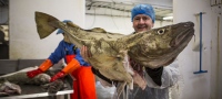 La ruta del bacalao, en busca de anzuelos septentrionales