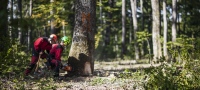 La magia del roble francés desde el bosque a la bodega