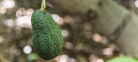 Aguacates canarios, recuperando el sabor del terreno