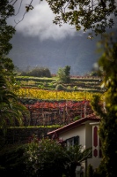 Descubriendo el vino de Madeira, de la barrica al depósito