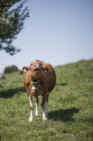 Valle del Emme, descubre la cuna del queso emmentaler