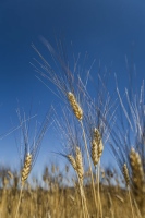 Harinas de pago y cómo son sus procesos de cereal bio