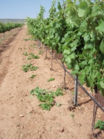 Tiempo de vendimia, el nuevo turismo del vino