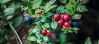Frutos del bosque de Finlandia, salvaje delicia gastro