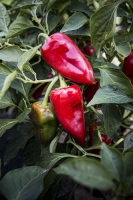 Pimientos de Piquillo de Lodosa, excelencia roja