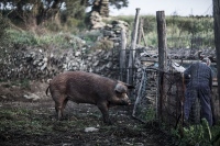 La matanza del cerdo, liturgia pecuaria en imágenes