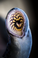 Captura de la lamprea en imágenes